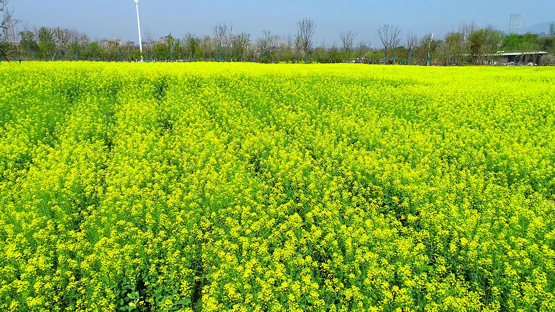 rISW3LDVINsX0MS5sikCeVI08tIuXkGupSvF2bxk